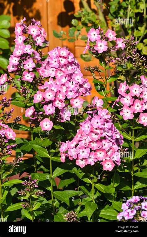 Garden Phlox Phlox Paniculata Pink Eye Flame Stock Photo Alamy