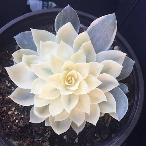 Omg Loving This White Succulent 📷 By Anxiousgarden Olivrahomedecor