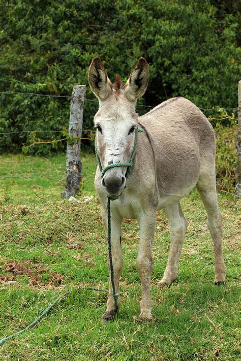 Jerusalem Donkey In A Meadow Photograph By Robert Hamm