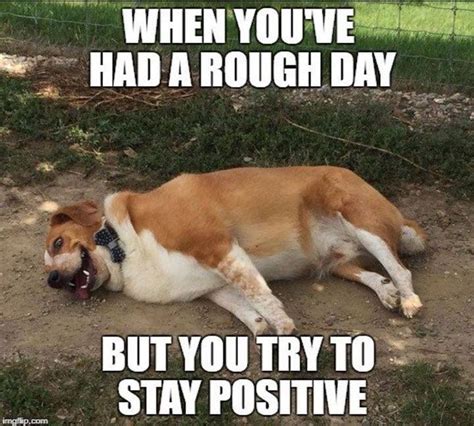 Rough Day Stay Positive Funny Dog Memes Dog Jokes Funny Animal