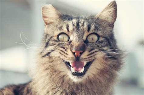 Cats prey on small rodents and birds, and while you may be happy to have fewer chipmunks in your yard, the environment will suffer from the chipmunk population going down. How to Tell if Your Cat Is Happy? These 8 Signs Will Show ...