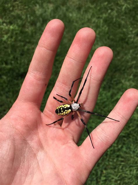 Beautiful Garden Spider In Virginia Rinsects