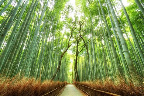 Kyoto S Bamboo Forest Copying The Master Trey Ratcliff I Flickr