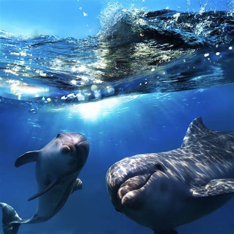 Dolphins Call Each Other By Name Study Shows Earth Earthsky