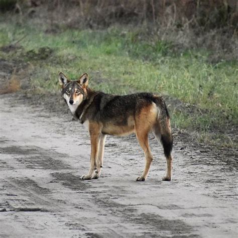 Red Wolf Facts The Most Endangered Wild Animal In The Us