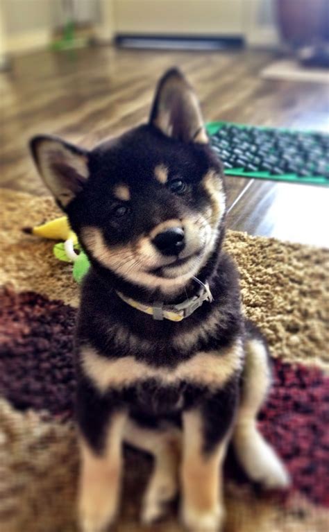 Black Shiba Inu Puppy - petfinder