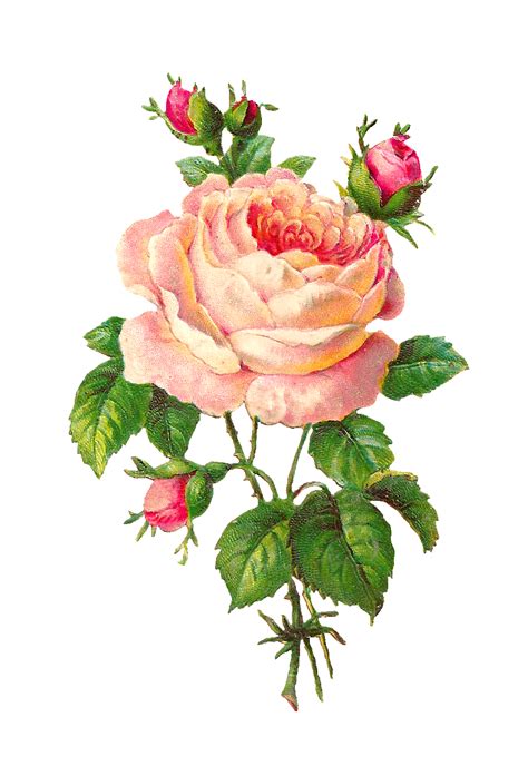 Antique Images Flower Scrapbooking Pink Rose With Buds Vintage Digital Clip Art Botanical