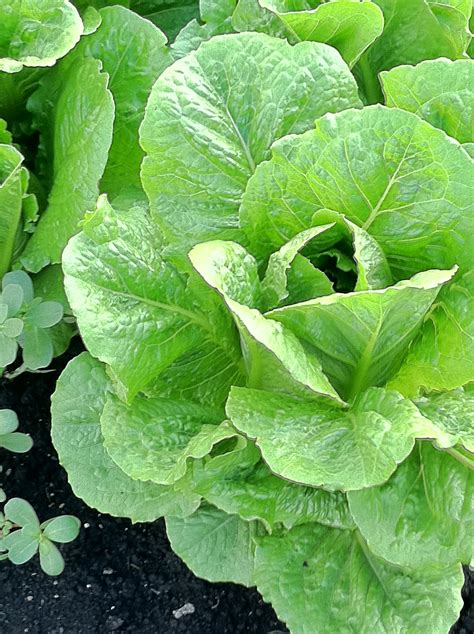 Who Knew Lettuce Could Be So Gorgeous Plant Leaves Plants Garden