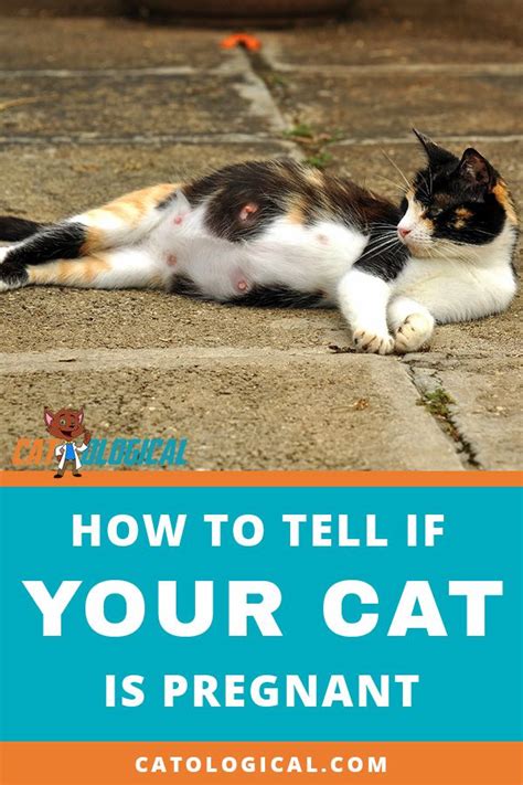 How To Know If A Cat Is Pregnant
