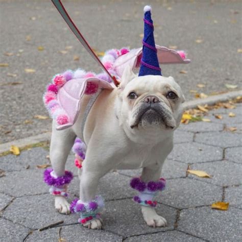 Also known as the frenchie and the bouledogue fran, the french bulldog is a sweet companion dog that thrives on attention and loves to play. 626 best Dog Halloween Costumes images on Pinterest | Dog ...