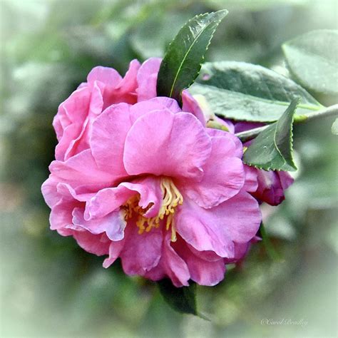 Pink Camellia Sasanqua Photograph By Carol Bradley