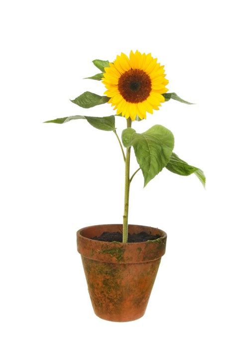 Can You Grow Sunflowers In Containers Tips For Planting Sunflowers In