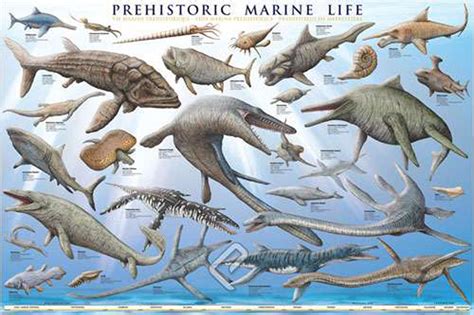 Prehistoric Marine Life Poster Prehistoric Fossils Com