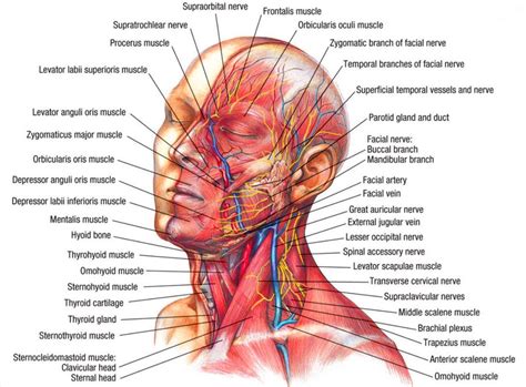 An expert understanding of cervical anatomy is critical to physiotherapists working in this region. Image result for shoulder and neck muscles | Neck muscle ...