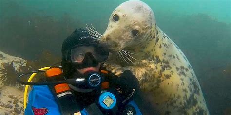 Divers Been Playing With Wild Seals For 20 Years Videos The Dodo