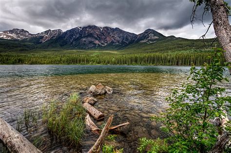 Hd Wallpaper Green Leafed Plants Forest The Sky Mountains Nature