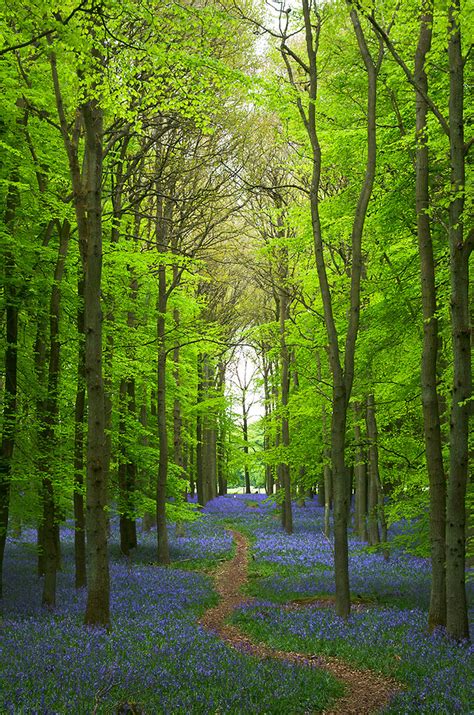 Path Through Bluebells In Spring Ashridge Forest Park Flickr