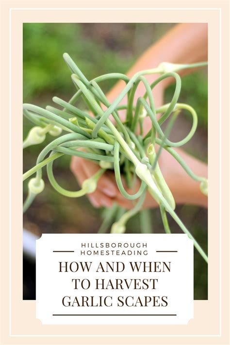 How And When To Harvest Garlic Scapes When To Harvest Garlic