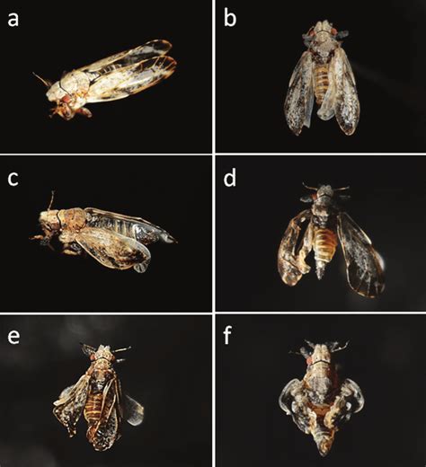 Adult Asian Citrus Psyllids With Wing Deformities A Normal Adult