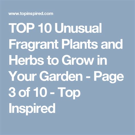 Top 10 Unusual Fragrant Plants And Herbs To Grow In Your Garden