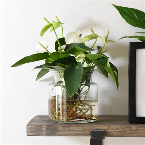 The anthurium genus contains more than 800 species of plants native to tropical rainforests. Anthurium Aqua White in Sierglass | Suttons