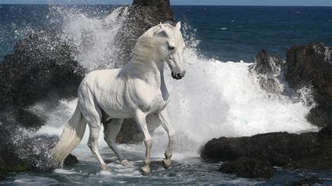 White Horse In Ocean
