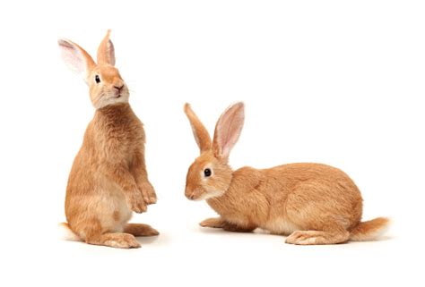 Rabbit Isolated On White Background Stock Photo Download