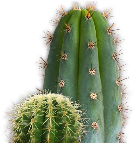 Cactus Png Cactus Desert Green Png Transparent Clipar