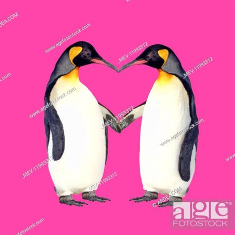 Emperor Penguin Pair Holding Hands Creating A Heart Shape Stock Photo