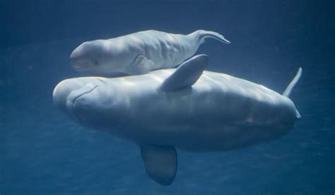 Beluga Whale Born At Shedd Aquarium Tribunedigital Chicagotribune