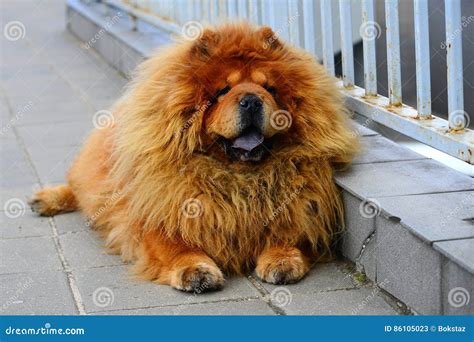 Brown Chow Chow Dog Living In The European City Stock Image Image Of