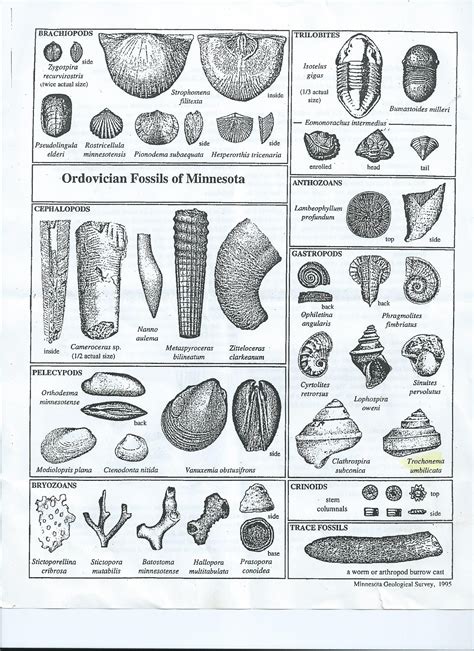 Printable Fossil Identification Chart Printable Word Searches