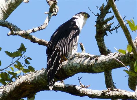 Collared Forest Falcon Micrastur Semitorquatus