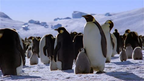 Science Ks1 Ks2 Emperor Penguins No Narration Bbc Teach