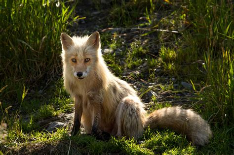 Free Photograph Red Fox Sitting Grass Wild Animal