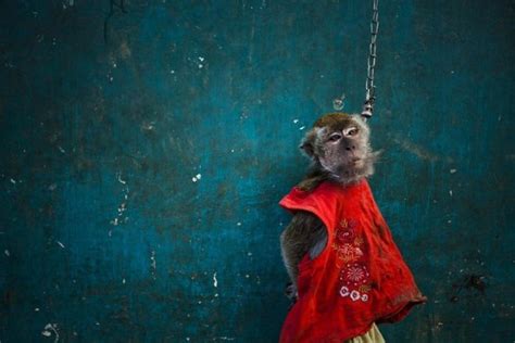 Cool Animals Pictures: Performing Street Monkeys of Indonesia