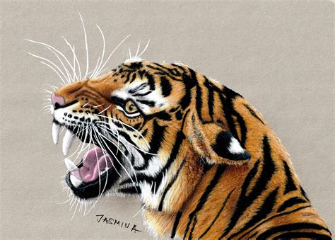 How To Draw A Tiger Jasmina Susak Skillshare