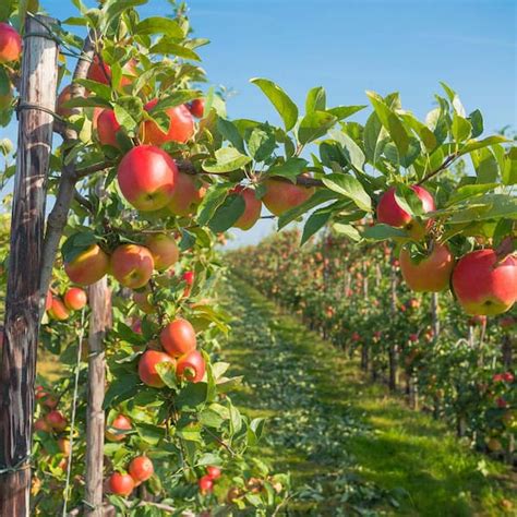 Gala Apple Tree 2ft Tall Live Tree Delicious Fruiting Tree