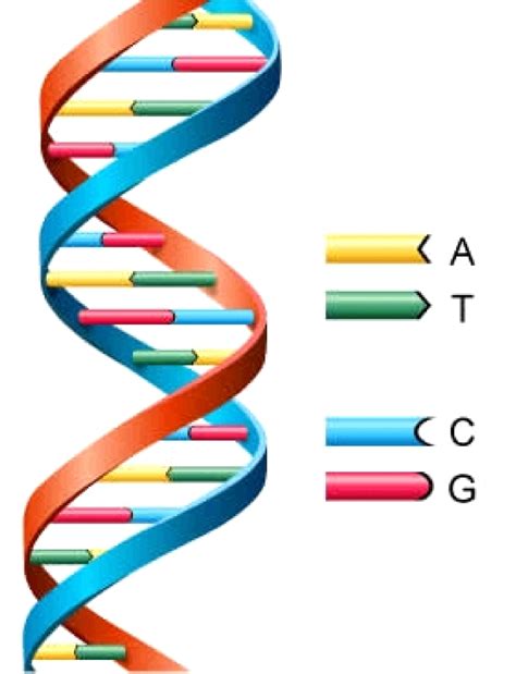 These events include the duplication of its dna (dna replication) and some of its organelles, and subsequently the partitioning of its cytoplasm and other components into two daughter cells in a process called cell division. DNA. Causes, symptoms, treatment DNA