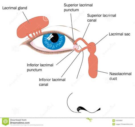 Lacrimal Duct Anatomy