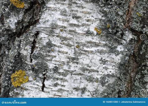 Bark Of A Birch Tree Backdrop Close Up Background From Natural