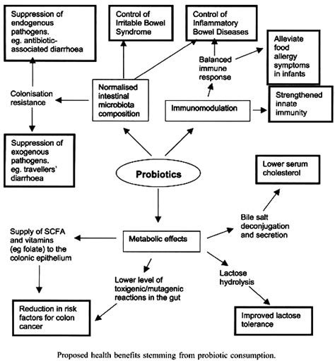 The Diagram For Representation Of Various Functions And Health Benefits Of Probiotics