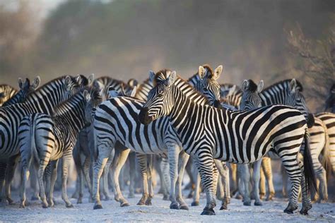 Africas Top 12 Safari Animals And Where To Find Them