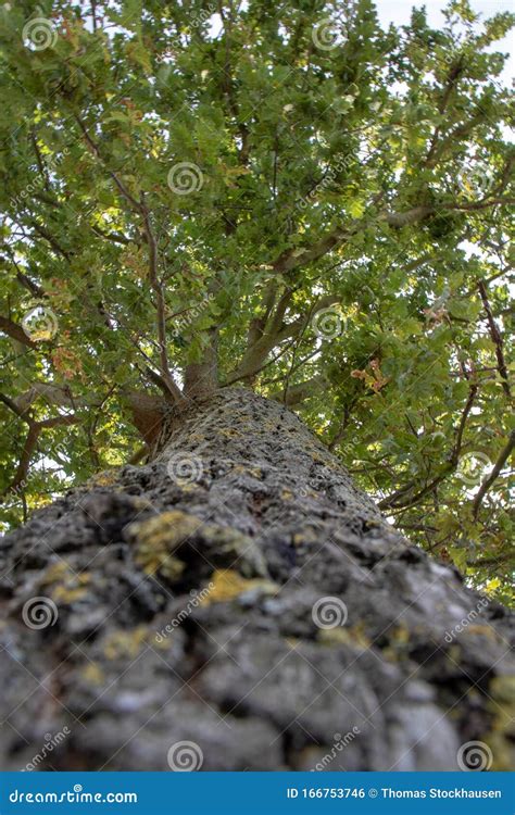 Oak Tree Perspective View Along The Tree Trunk Stock Photo Image Of