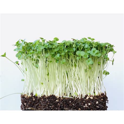 Broccoli Microgreen Sprout Vegetable Seeds Pack Certified Organic