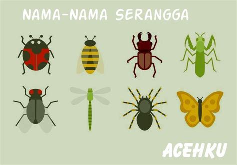 Nama Nama Serangga Dalam Bahasa Aceh Dan Artinya Acehku