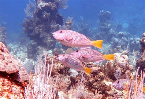 Reef Fish Index Bahamas Rolling Harbour Abaco