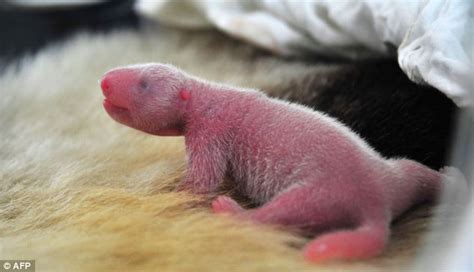 First Glimpse Of Twin Baby Pandas Just Hours After They