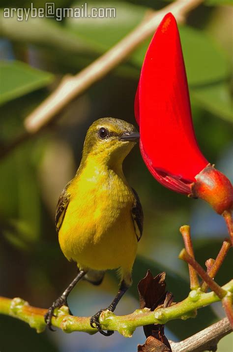 In most subspecies, the underparts of both male and female are bright yellow, the backs are a dull brown colour. female Olive-backed sunbird in Bali - Pentax User Photo ...
