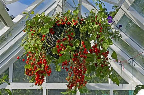 Hanging Basket Tomatoes 8 Best Varieties And How To Grow Them Tomato Bible